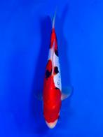 VHQ Tateshita Beni Kumonryu 27-32cm Japanse koi, Dieren en Toebehoren, Vissen | Vijvervissen, Karper of Koi