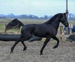 Tallentvolle black beauty D pony, Merrie, D pony (1.37m tot 1.48m), 3 tot 6 jaar