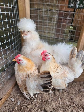 2 serama hennen beschikbaar voor biedingen