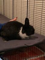 🐰 Jonge konijnen – 14 weken oud – tamme voedsters, Dieren en Toebehoren, Konijnen, Meerdere dieren, Dwerg, 0 tot 2 jaar