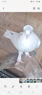 Taklaرجل   بطة, Dieren en Toebehoren