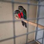 KOPEN OF RUILEN TEGEN MIJ PASSEND KOPPEL PYRRHURA MOLINEA, Dieren en Toebehoren, Meerdere dieren, Parkiet, Geringd