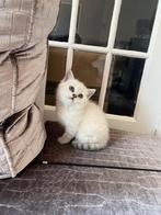 Prachtig Brits korthaar witte kitten, Dieren en Toebehoren, Katten en Kittens | Raskatten | Korthaar, Poes, Ontwormd