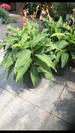 Canna planten te koop, Tuin en Terras, Planten | Tuinplanten, Vaste plant, Halfschaduw, Zomer, Ophalen