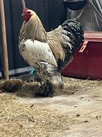 Brahma hanen, Dieren en Toebehoren, Pluimvee, Mannelijk, Kip