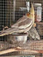 Valkparkiet pop , kleur creamin ( creme/beige) juli 2025, Dieren en Toebehoren, Vrouwelijk, Parkiet