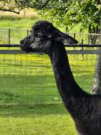 Zwarte Alpaca ruin, Dieren en Toebehoren, Juli, Mannelijk