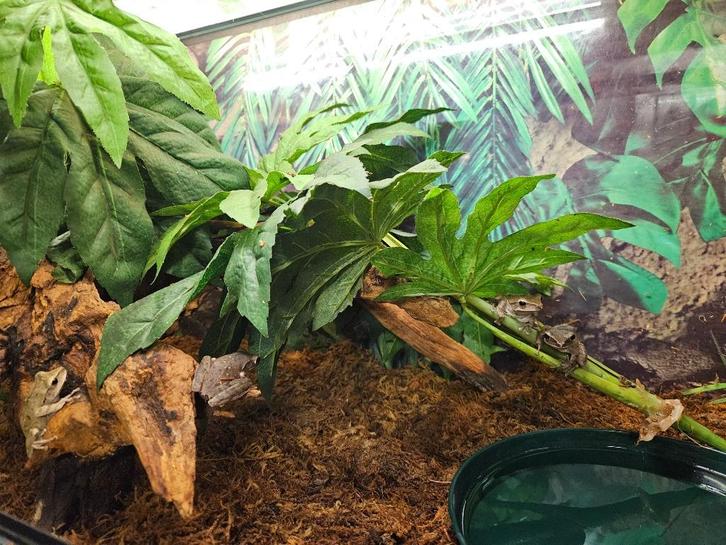 Polypedates Megacephalus Spotpootboomkikker, Dieren en Toebehoren, Reptielen en Amfibieën, Amfibie, 0 tot 2 jaar