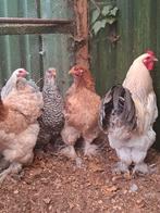 Kippen, Dieren en Toebehoren, Pluimvee, Meerdere dieren, Kip