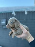Unieke dwergteckel pups te koop – zeldzame kleuren, Dieren en Toebehoren, Rabiës (hondsdolheid), Overige rassen, 8 tot 15 weken