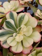 Aeonium princess variegated, Ophalen of Verzenden, Halfschaduw, Minder dan 100 cm