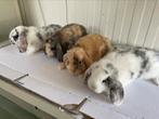 Prachtige Jonge Hangoor Konijntjes, Meerdere dieren, Dwerg, Hangoor