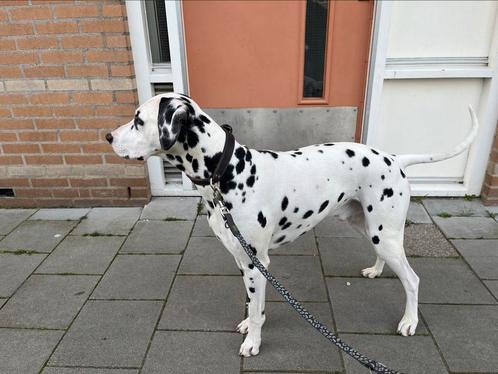 Snoopy, Dieren en Toebehoren, Honden | Beagles, Bassets en Lopende honden, Reu, Dalmatiër, Particulier, Eén hond, Nederland, 3 tot 5 jaar