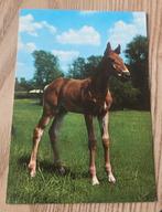 Bruin veulen, Verzenden, 1980 tot heden, Gelopen, Paard