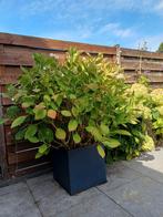 Hortensia in pot, Tuin en Terras, Ophalen, Zomer, Overige soorten, Halfschaduw