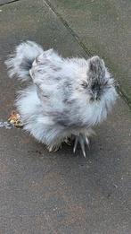 Usa zijdehoender hennen., Dieren en Toebehoren, Pluimvee, Vrouwelijk, Kip