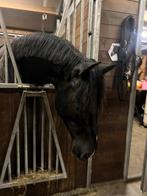 Paarden hulp gezocht in Winschoten, 2 of 3 paarden of pony's, Stalling