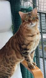 Timur, bengaalse kater 3j oud, Dieren en Toebehoren, Kater, Kortharig, 3 tot 5 jaar