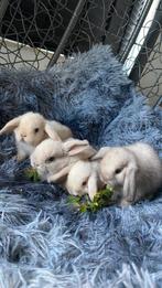 4 mini lop baby’s konijnen, Dieren en Toebehoren, Konijnen, Meerdere dieren, Dwerg