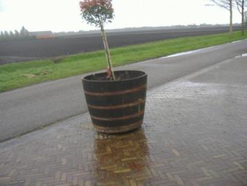 bloembakken 500 liter met ijzeren ringen , zie foto's en oms