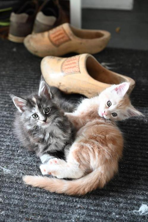 Prachtige Maine Coon kitten met Stamboom, Dieren en Toebehoren, Katten en Kittens | Raskatten | Langhaar, Meerdere dieren, 0 tot 2 jaar