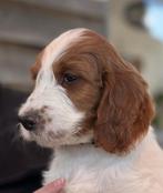 Prachtige Bonte Irish Doodles (labrodoodle, goldendoodle etc, Overige rassen, 8 tot 15 weken, Meerdere, Meerdere dieren