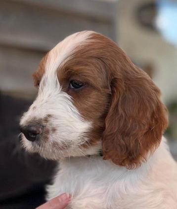 Prachtige Bonte Irish Doodles (labrodoodle, goldendoodle etc beschikbaar voor biedingen