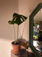 Plant with terracota pot, Ophalen, Halfschaduw, Minder dan 100 cm