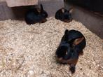 Black en tan konijnen | Ingeënt | Passend advies, Dieren en Toebehoren, Konijnen, Meerdere dieren, Dwerg, Hangoor, 0 tot 2 jaar