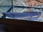Polypterus Ornatipinnis, Dieren en Toebehoren, 0 tot 2 jaar
