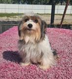 Te koop mooie Biewer Yorkshire terriër teefje, Dieren en Toebehoren, Honden | Jack Russells en Terriërs, Yorkshire Terriër, Nederland