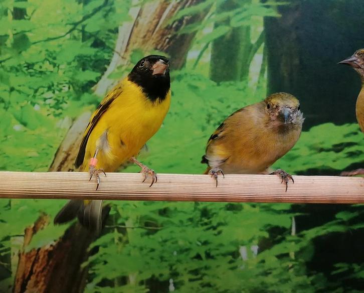 Zwartkopsijzen diverse koppels., Dieren en Toebehoren, Vogels | Overige Vogels, Meerdere dieren