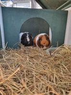 Twee super lieve cavia dames met veel toebehoren, Vrouwelijk, Cavia, Voor 1 juli 2024