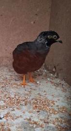 4 chinese dwergkwartels haan., Dieren en Toebehoren, Mannelijk, Tropenvogel