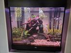 Zeer complete Juwel Lido 200 met inrichting, Dieren en Toebehoren, Ophalen, Gebruikt, Gevuld zoetwateraquarium