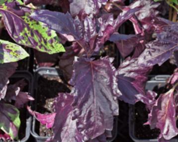 Basilicum Violet Opaal beschikbaar voor biedingen