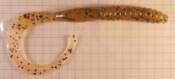 Wormen, Slugs en lange twisters beschikbaar voor biedingen