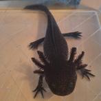 Axolotl mannetje 1 jaar oud, Hagedis