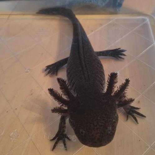 Axolotl mannetje 1 jaar oud, Dieren en Toebehoren, Reptielen en Amfibieën, Hagedis
