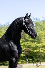 Kwaliteitsvolle friese paarden