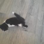 Wie geeft deze  boerderij kitten een warm thuis, Dieren en Toebehoren, Katten en Kittens | Overige Katten, Poes, 0 tot 2 jaar