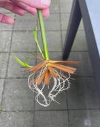 Gewortelde stek van de parapluplant, Groene kamerplant, Ophalen of Verzenden, Halfschaduw, 150 tot 200 cm