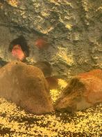 DİSCUS 4-6 cm, Dieren en Toebehoren, Vis