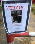kat vermist denbosh, Dieren en Toebehoren, Vermiste en Gevonden Dieren, Kat