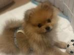 Pomeranian reu €1600