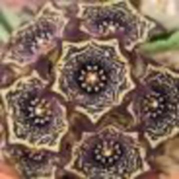 Caudex Brachystelma Tavalla Tanzania potmaat 8,5 cm beschikbaar voor biedingen