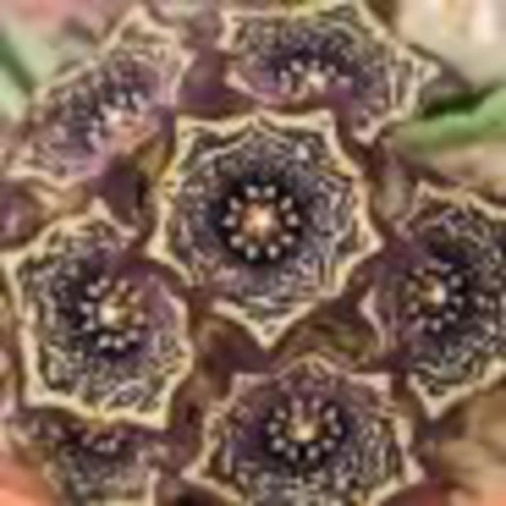 Caudex Brachystelma Tavalla Tanzania potmaat 8,5 cm, Huis en Inrichting, Kamerplanten, Overige soorten, Minder dan 100 cm, Bloeiende kamerplant