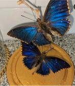 Stolp vlinder, Huis en Inrichting, Woonaccessoires | Stolpen, Ophalen
