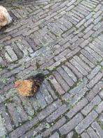 Cochin haan te koop, Dieren en Toebehoren, Pluimvee, Mannelijk, Kip