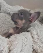 🥰 Super mooie isabella & tan franse bulldog pups reutjes🥰, Dieren en Toebehoren, Reu, CDV (hondenziekte), 8 tot 15 weken, Bulldog